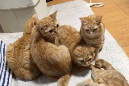 橘猫养多久能散养