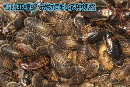 杜比亚蟑螂有攻击力吗