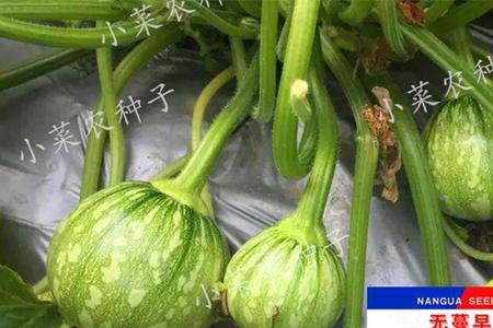 藤菜籽的用途