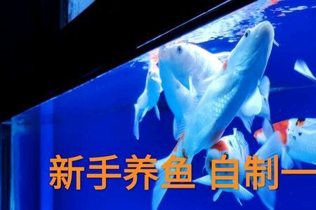 锦鲤在鱼缸中能长多大