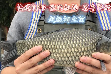 两亩地鱼塘能放多少条鲫鱼