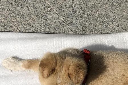 笨狗怎么养