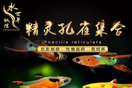 七彩双剑孔雀鱼介绍