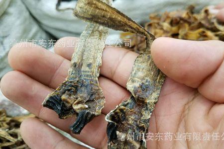 地龙鼠的别名