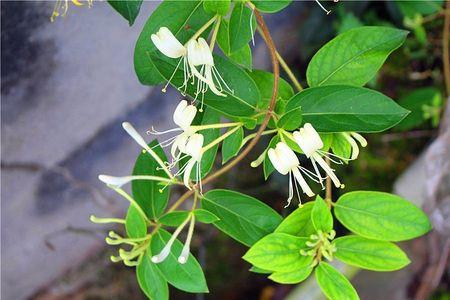 为什么说野生金银花是最好的