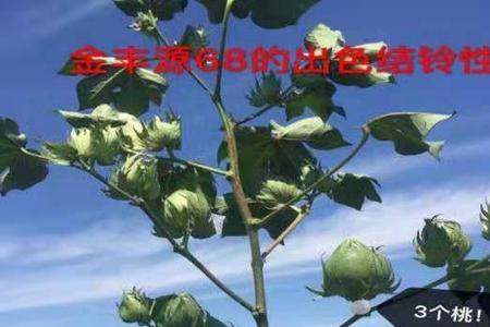 中棉087棉花品种特性