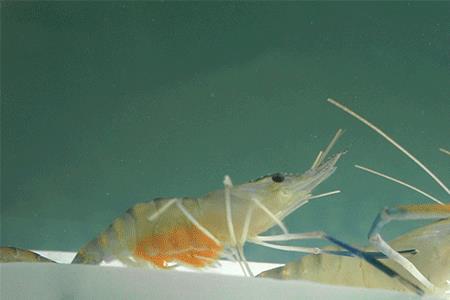 虾籽是什么浮游生物