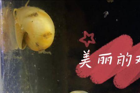 黄金螺和苹果螺哪个好