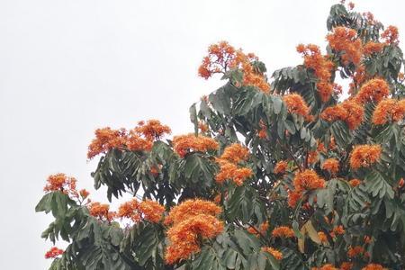 和无忧花相似的网名