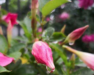雨的洗礼什么意思