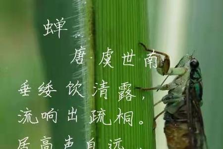 画蝉古诗译文