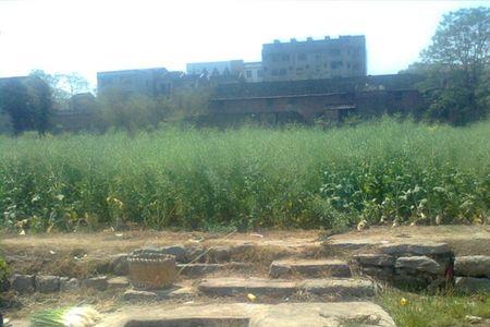 田园荒芜什么意思