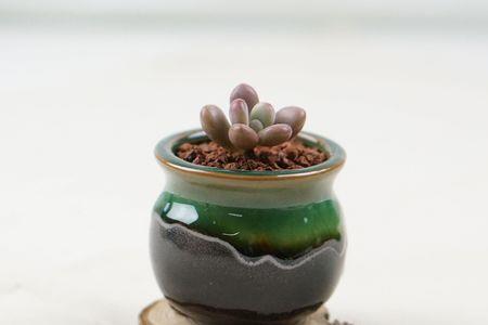 吉祥如意多肉用浅盆还是深盆