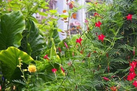 羽叶茑萝7月种子播种方法