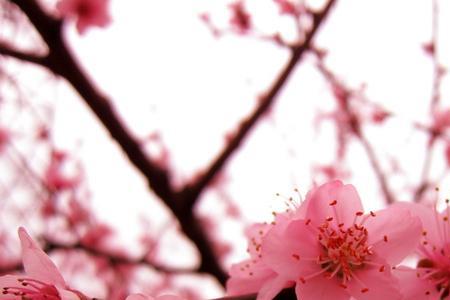 水蜜桃花和桃花的区别