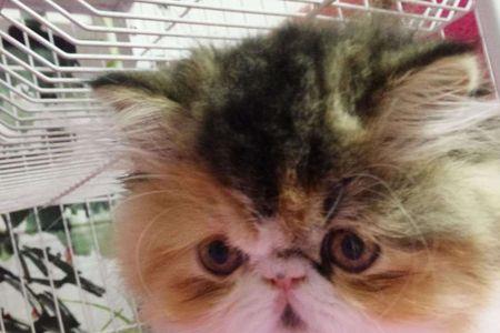 狸花猫和加菲猫能一起养吗