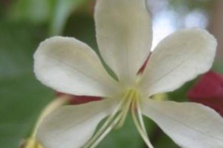 垂丝茉莉哪里出花芽