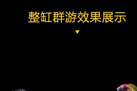 三湖蝴蝶鱼寿命