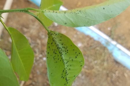柑橘木风是刺吸式害虫吗