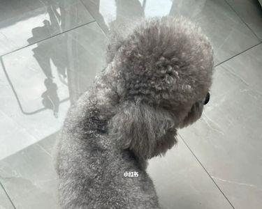 黑泰迪变灰需要多久