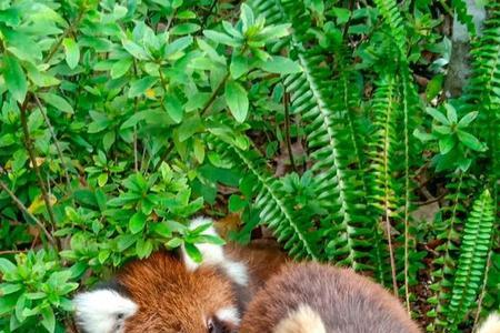 小熊猫数量比大熊猫多吗