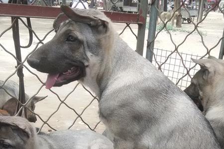 杜高和马犬谁重