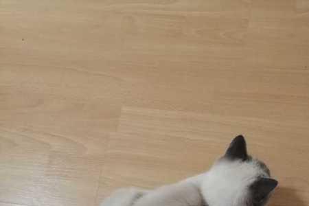 猫咪长得快和慢有什么区别