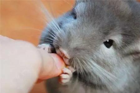 龙猫咬人是为什么