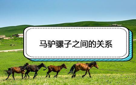 马和驴怎么交朋友