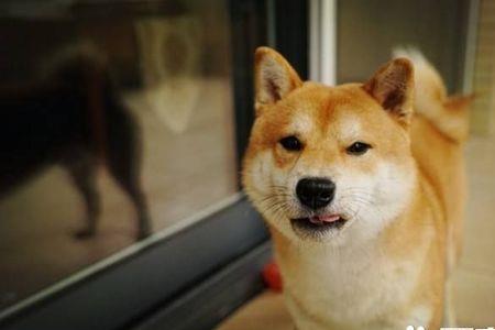 一岁多的柴犬能养熟吗
