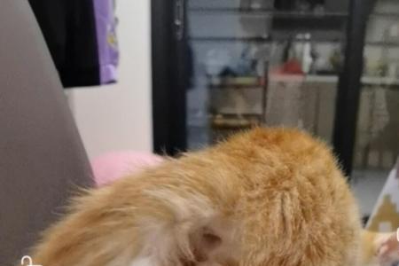 公橘猫和母橘猫哪个更粘人