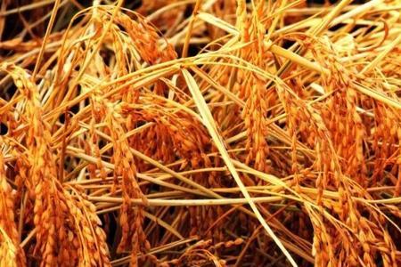 稻花香里什么意思