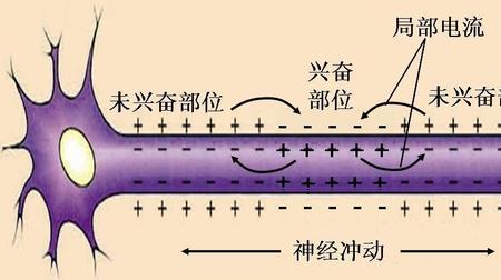 兴奋生物定义