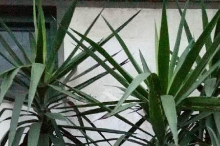 与荷兰 铁相似植物