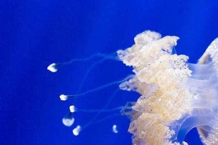 水母是海参吗