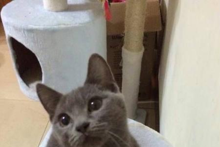 蓝猫几个月能看出品相