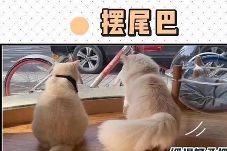 两只猫互相摇尾巴什么意思