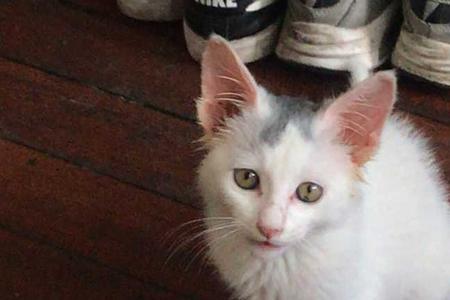 为什么宠物猫比土猫掉毛多