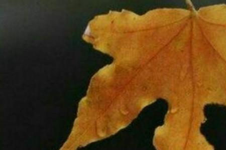 匆匆的过往什么意思
