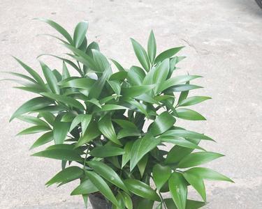 盆栽竹柏的叶片上长虫怎么办