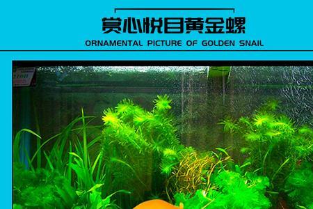 黄金螺吃水草吗
