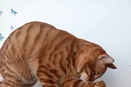 蓝猫的嗅觉怎么样