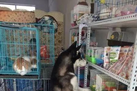 卖仓鼠怎么注册营业执照