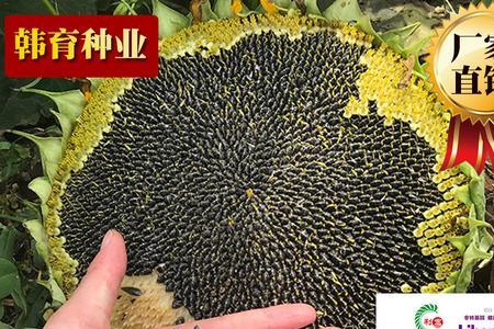 油葵油的优缺点