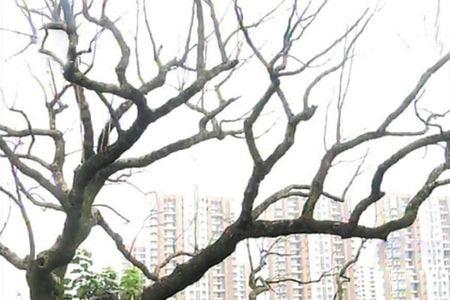 如何让樟树死掉