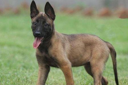 德牧杂交马犬后代有什么特点