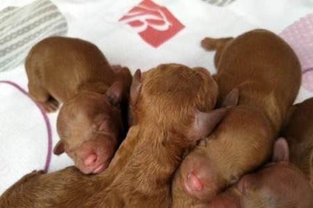 泰迪犬会自己给幼犬断奶吗