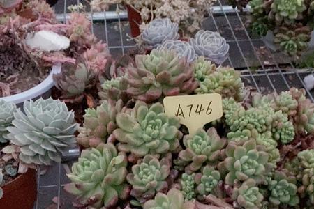 红苹果除甲醛吗