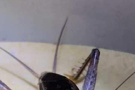 红牙黄蟋蟀特点