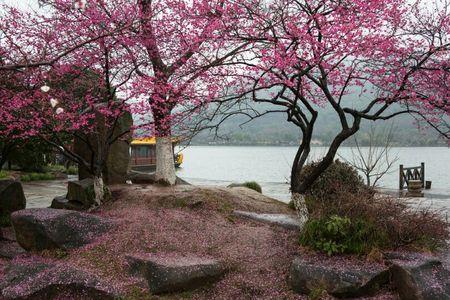 梅花落满南山啥意思